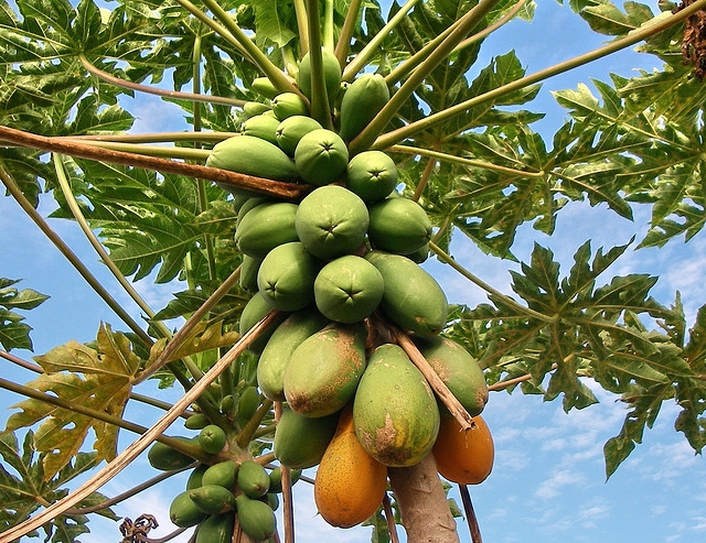 На чем растут бананы, кокосы и прочие авокады