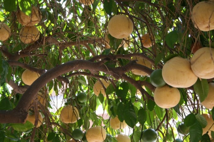 На чем растут бананы, кокосы и прочие авокады