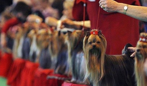 Как в Москве участвовать в выставке собак?