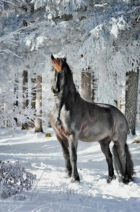 Конные прогулки и обучение конной езде в Москве