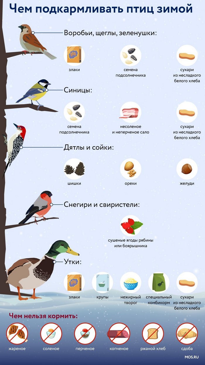 Какие птицы будут зимовать в Москве