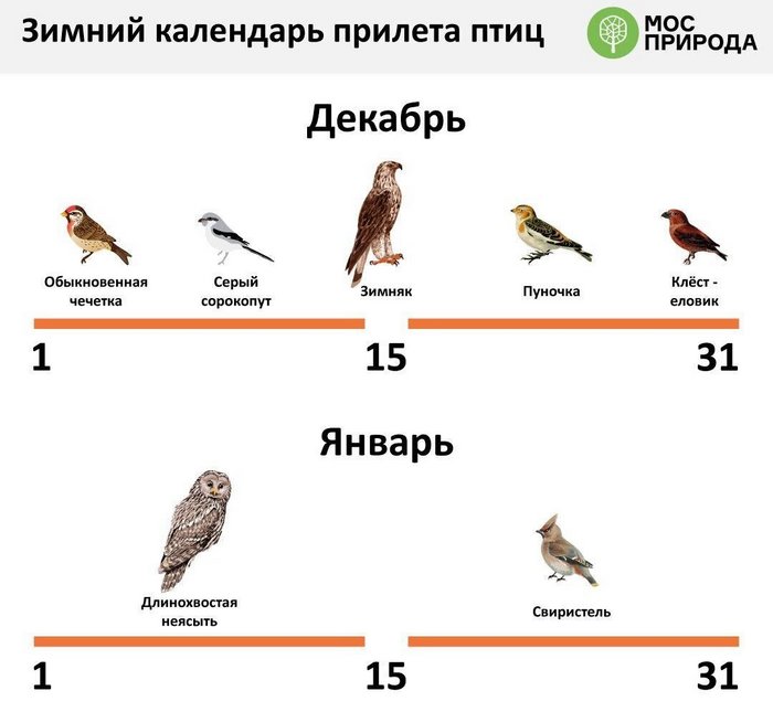 Какие птицы будут зимовать в Москве