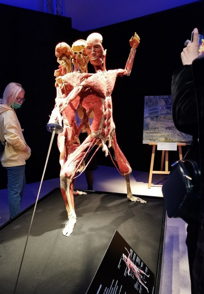 Выставка человеческих тел "Мир тела" в Москве (ФОТО)