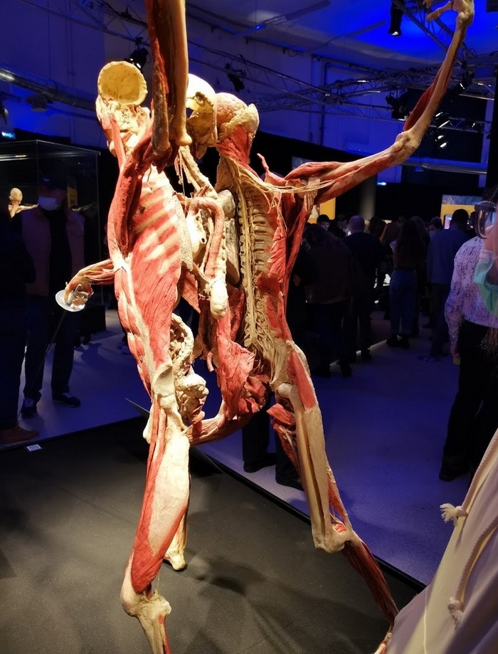 Выставка человеческих тел "Мир тела" в Москве (ФОТО)