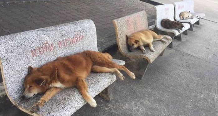 Бездомные собаки в Москве - куда обращаться?