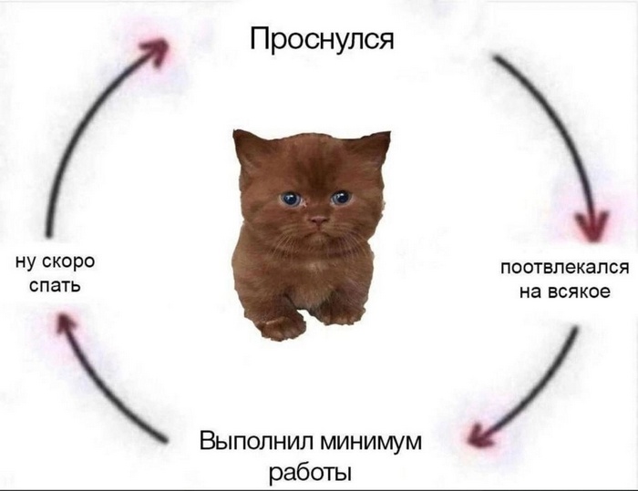 Порция новых мемов - фото смешных кошек