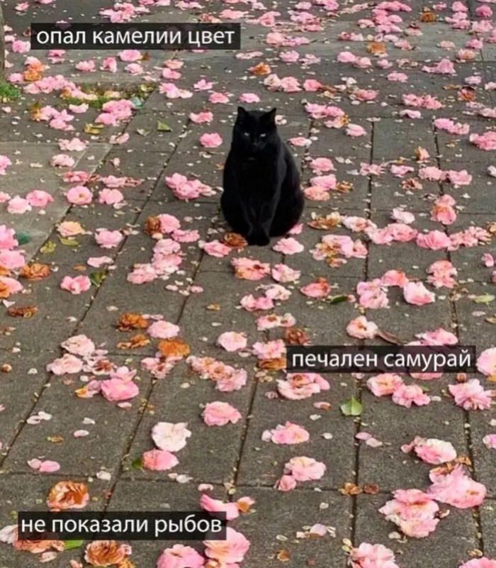 Порция новых мемов - фото смешных кошек