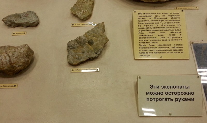 Палеонтологический музей в Москве - адрес, отзывы